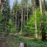 Nad Strumieniem シャレー